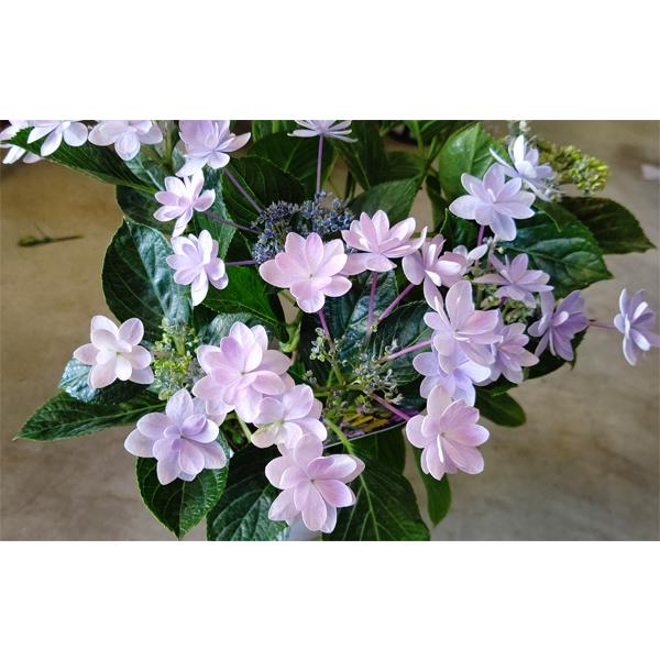 紫陽花「ダンスパーティー」ブルー 5号鉢（直径15cm） : 山の廻船問屋
