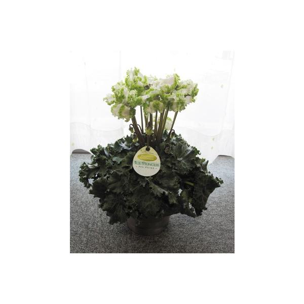 シクラメン「アイスプリンセス」（5寸）日にち指定不可 : 山の廻船