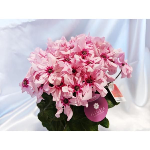 上向きで咲く花は、まるでサクラの花のよう。1輪の花の持ちが驚くほどよく（※一般的なシクラメンは2週間程度で花が入れ替わるのですが、イリュージアは1輪の花が2カ月持つことも珍しくありません。）、次から次へと花が咲くことにより一株にたくさんの花...