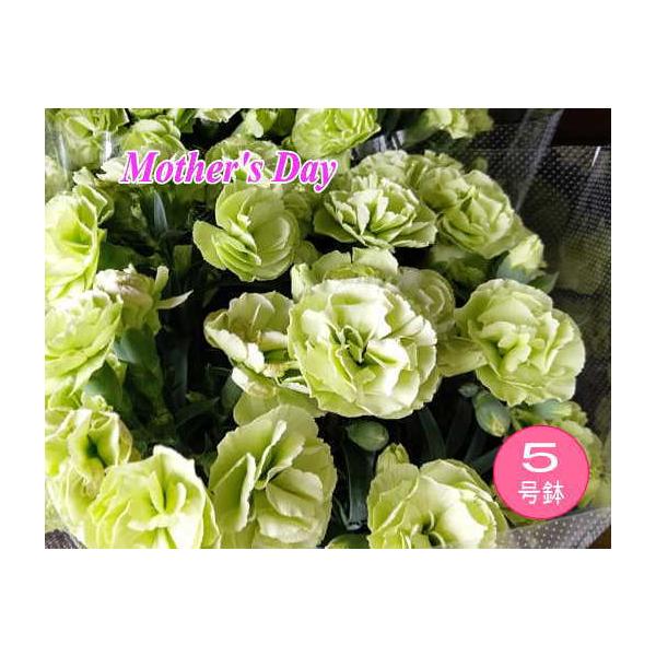 母の日 カーネーション（黄緑）5号鉢（直径15cm）鉢花 : 山の廻船問屋