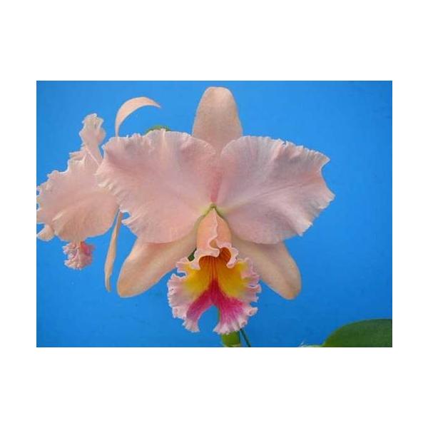 洋ラン　カトレア　ジョージキング　，セレンディピティー，　大輪花　香り有り Blc.George King 'Serendipity'(Blc.ジョージキング'セレンディピティ