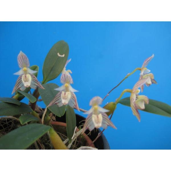 Bulb.ambrosia (アンブロシア) BS バルボフィラム原種 : 山田蘭 Bulb.ambrosia (アンブロシア) BS バルボフィラム原種 : 山田蘭