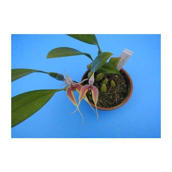 ［洋蘭原種］Bulb. sumatranum 洋蘭原種］Bulb. sumatranum