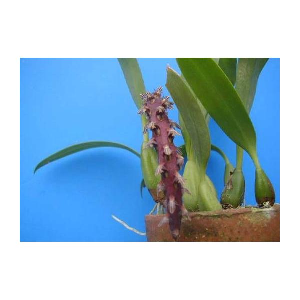 Bulb.saurosephalum (ソーロセファラム) BS バルボフィラム原種 : 山田