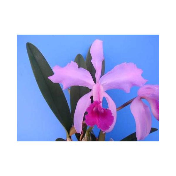 C.lawrenceana (C.ローレンセアナ) BS 花なし株 カトレア原種 : 山田蘭