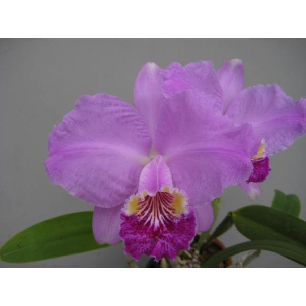 洋蘭 原種 カトレア C. lueddemanniana rubra C.lueddemanniana(C.ルデマニアナ) BS 花なし株 カトレア原種 : 山田蘭