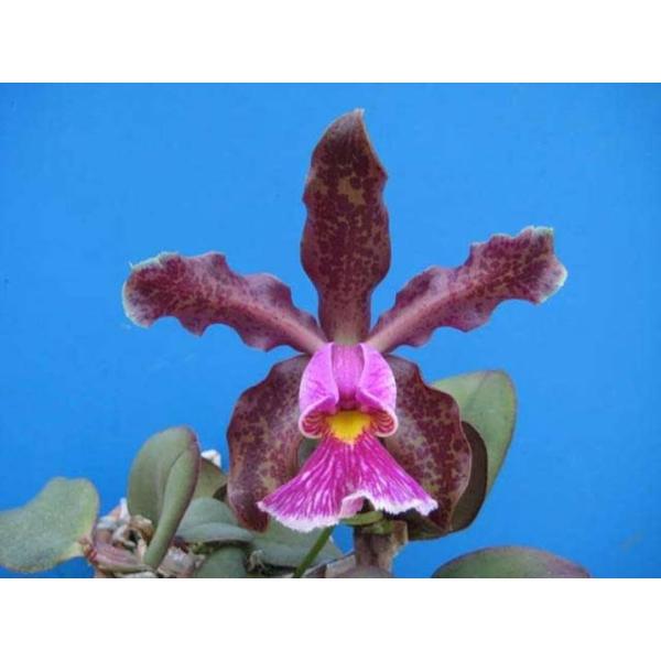 C.schilleriana'Aphri'(C.シレリアナ'アフリ') NBS 花なし株 カトレア
