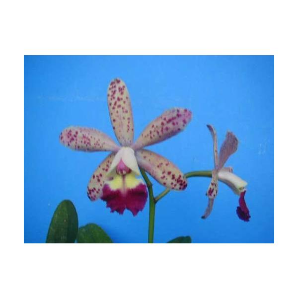 レア⭐︎高級⭐︎格安⭐︎クロ　アパルタ⭐︎クロアパルタ⭐︎2010⭐︎チリワイン イタリア在庫あり DUCATI Euro4 承認サイレンサー PanigaleV4