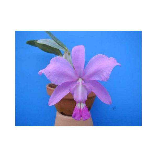 C.walkeriana (C.ワルケリアナ) BS 花なし株 カトレア原種 : 山田蘭園