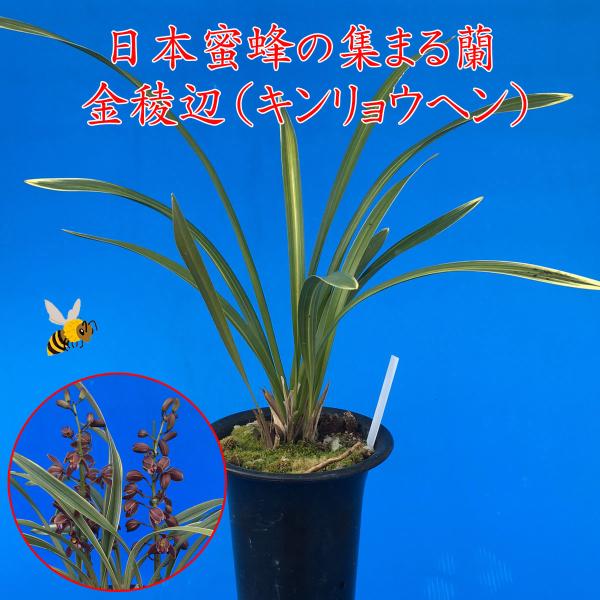 yamadaranen_cym-floribundum-1-1