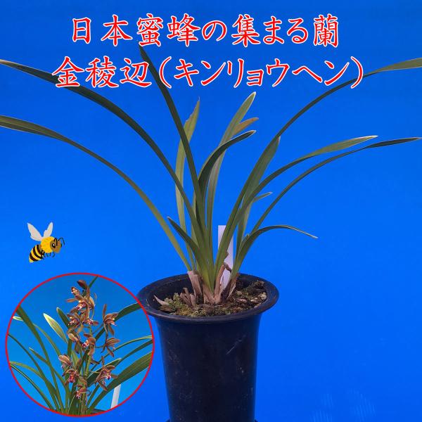 yamadaranen_cym-floribundum- yamadaranen_cym-floribundum-