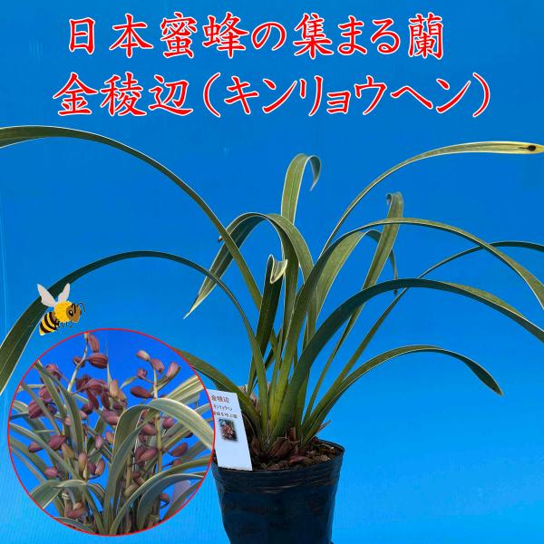 金稜辺(キンリョウヘン) 斑入り葉 花芽〜つぼみ5本付 4号鉢 金稜辺(キンリョウヘン) 斑入り葉 花芽〜つぼみ5本付 4号鉢