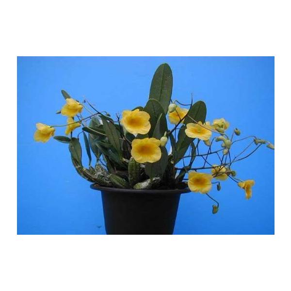 Den.aggregatum,uaeng thueng (アグレガタム ウェンツェン) BS 花なし