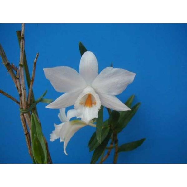 Den.infandibulum (インファンディブラム) BS デンドロビウム原種