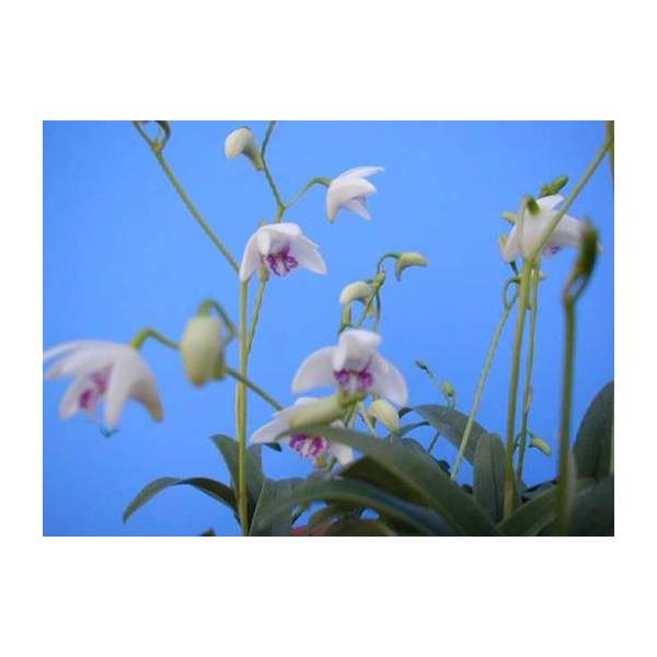 yamadaranen_den-kingianumsilcockii