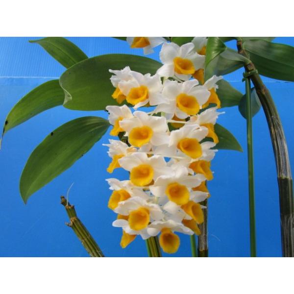 Den.thyrsiflorum (シルシフロラム) BS 花なし株 デンドロビウム原種