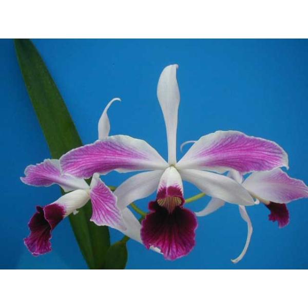 L.purpurata,flammea (パープラ−タ フラメア) BS レリア原種 : 山田蘭