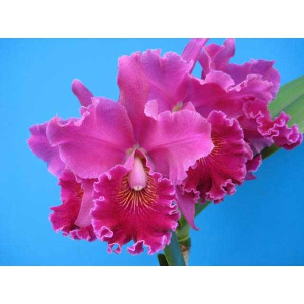 yamadaranen_lc-piratekingportwine