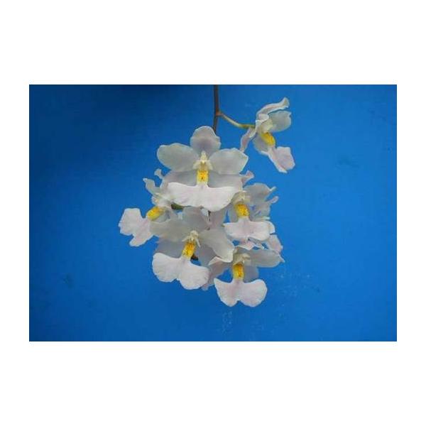 Odm Citrosmum シトロスマム Nbs オドントグロッサム原種 Odm Citrosmum 山田蘭園 通販 Yahoo ショッピング