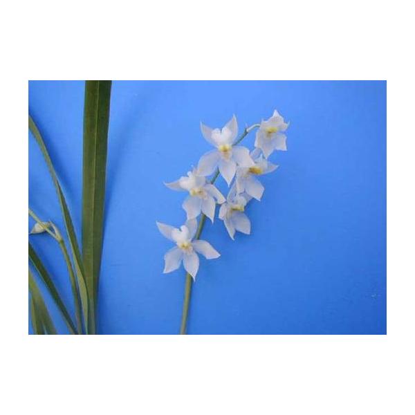 Odm Pulchellum プルケラム Bs オドントグロッサム原種 Odm Pulchellum 山田蘭園 通販 Yahoo ショッピング