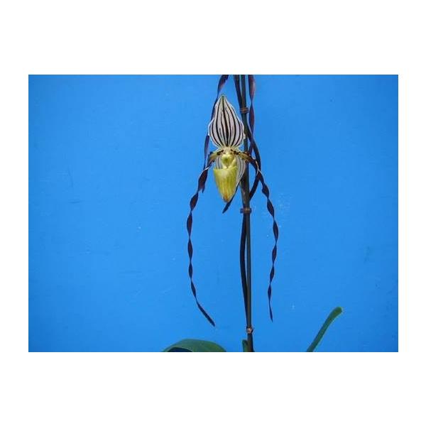 Paph.philippinense (フィリッピネンセ) 中苗 花なし株 パフィオペディ