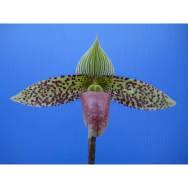 yamadaranen_paph-sukhakulii yamadaranen_paph-sukhakulii