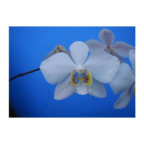Phal.philippinensis (フィリッピネンシス) NBS ファレノプシス原種