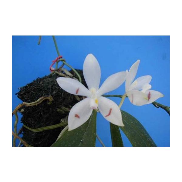yamadaranen_phal-tetraspis