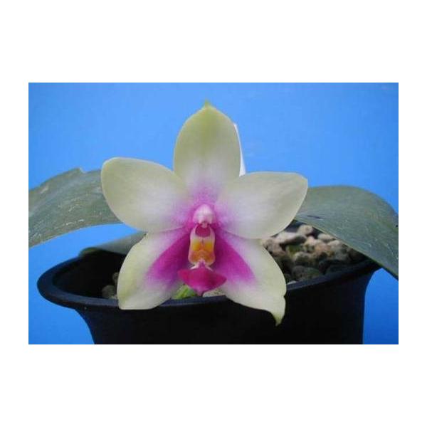 Phal.violacea,Borneo Type (ビオラセア ボルネオタイプ) BS