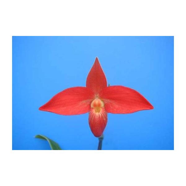 yamadaranen_phrag-besseae