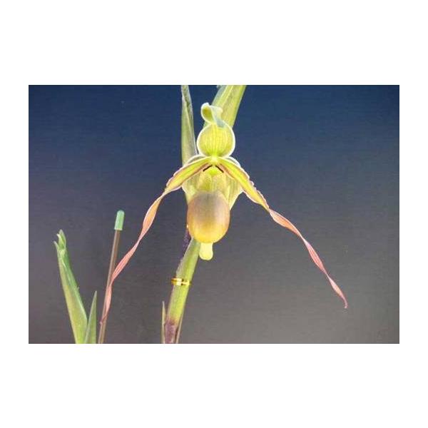 Phrag.longifolium (ロンギフォリウム) BS フラグミペディウム原種