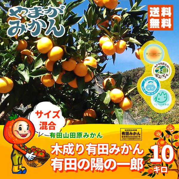 有田みかん 木成り有田の陽の一郎 （ありだのひのいちろう） 10kg 化学肥料不使用 減農薬 和歌山有田山田原みかん やまがみかん園 送料無料