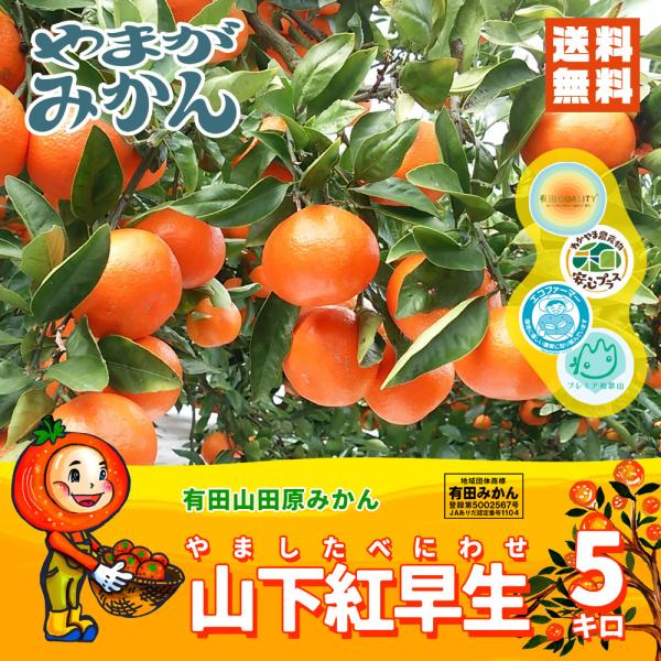 有田みかん 真っ赤な完熟山下紅みかん 5kg 化学肥料不使用 減農薬 和歌山有田山田原みかん やまがみかん園 送料無料