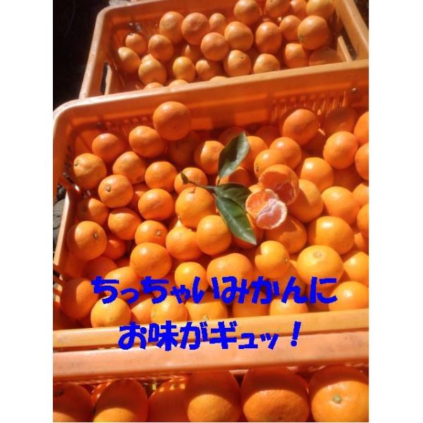 【送料無料】　有田のちっちゃな極早生みかん　５ｋｇ