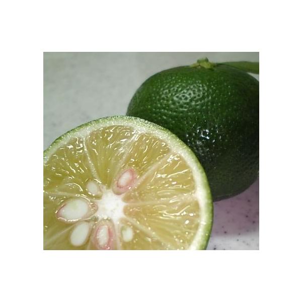 【送料無料】　有田産　すだち　１ｋｇ