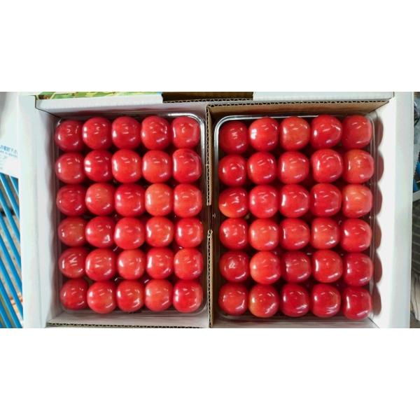 [Release date: June 20, 2026]【予約商品】ご贈答用に有機肥料を使用し、１粒１粒に愛情を込めた自家農園の果物。さくらんぼの中で味も人気もNo.１の佐藤錦。最高級の佐藤錦を丁寧につめました。２０２６年６月下旬に順次発...