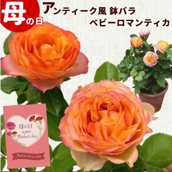 商品内容母の日ギフトミニ薔薇 ベビーロマンティカ 5号素焼き鉢 （高さ約30cm）※母の日メッセージカード付※箱、パッケージは予告なく変更される場合がございます。あらかじめご了承ください。発送時期お届け：5/7(木)〜5/10(日)※母の日...