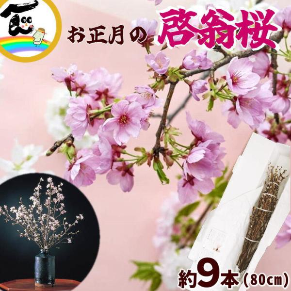 商品内容山形の正月桜 啓翁桜 80cm前後 (約9本）※枝の太さによって本数が変わります。(本数の指定はできません。)商品説明冬に咲く桜・啓翁桜（けいおうざくら）｜山形県産山形県は全国有数の啓翁桜の産地。お正月に合わせて咲くよう促成栽培され...