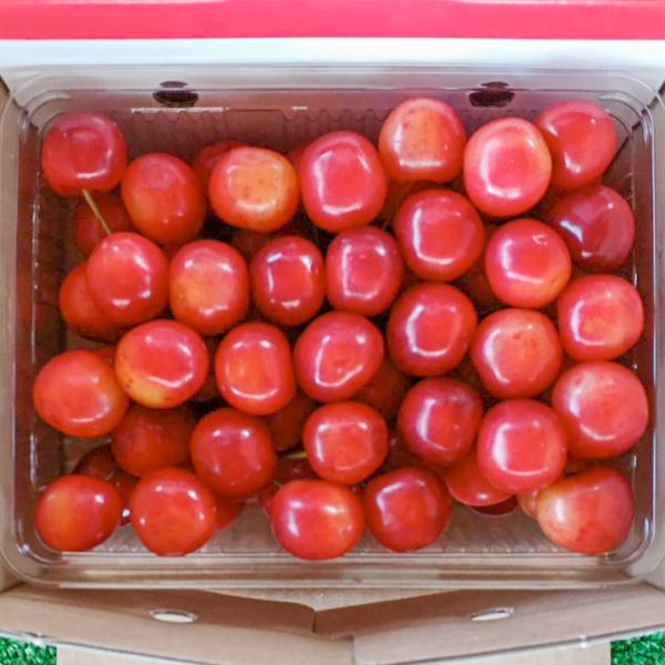 [Release date: June 7, 2026]果樹栽培が盛んな寒河江市から、山形の特産品「さくらんぼ」をご紹介します。今回は、味わいの異なる2品種「佐藤錦」と「紅秀峰」をご用意。木の上で完熟させた甘みたっぷりの宝石をご堪能ください...