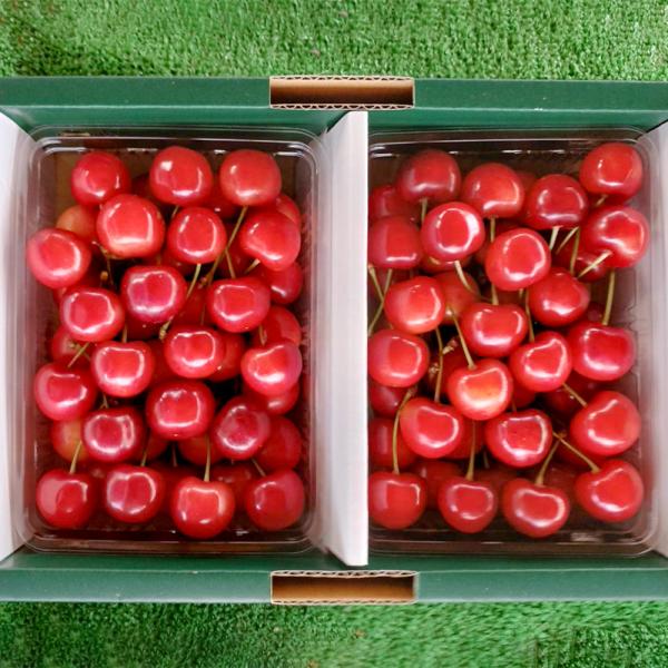 [Release date: June 7, 2026]果樹栽培が盛んな寒河江市から、山形の特産品「さくらんぼ」をご紹介します。今回は、味わいの異なる2品種「佐藤錦」と「紅秀峰」をご用意。木の上で完熟させた甘みたっぷりの宝石をご堪能ください...