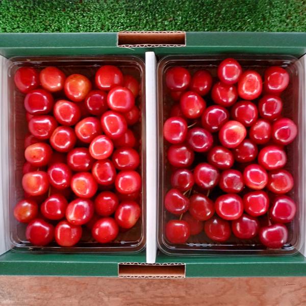 [Release date: June 7, 2026]果樹栽培が盛んな寒河江市から、山形の特産品「さくらんぼ」をご紹介します。今回は、味わいの異なる2品種「佐藤錦」と「紅秀峰」をご用意。木の上で完熟させた甘みたっぷりの宝石をご堪能ください...