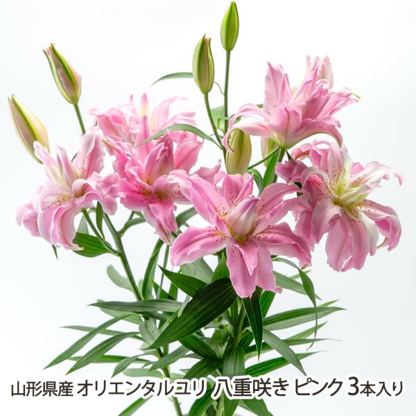 yamagata-shop_06-0151-001-06