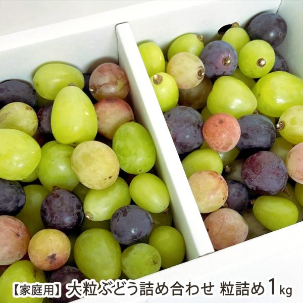 【家庭用】大粒ぶどう詰め合わせ 粒詰め 1kg ※房から外した粒の状態でお届け ※シャインマスカットのほか、1〜3品種/Farmおとらふ/後払い決済不可/送料無料