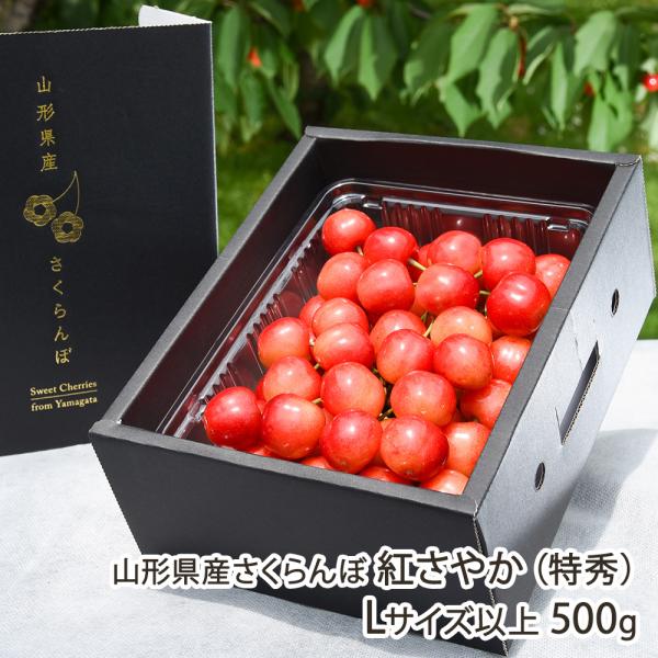 山形県産さくらんぼ 紅さやか（特秀）Lサイズ以上 500g（500g×1パック）※この商品はバラ詰めです/フルーツフォレスト/後払い決済不可/送料無料