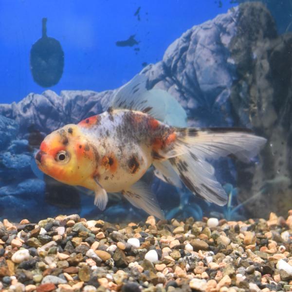 飯田・棚田産 2才東錦ML-L(約9〜10cm)　1匹