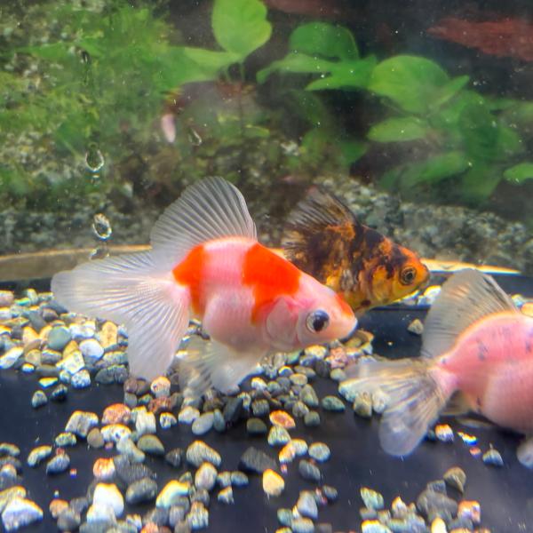 【商品説明】大きな尾ヒレが特徴的な琉金です。体色は素赤や更紗などのほか、キャリコ色、桜色などの様々です。体型は琉金です。・サイズ：S-SM（全長約6cm）・入数：1匹・奈良・太田産※写真はイメージです。サイズは頭から尾ひれの先が目安です。-...