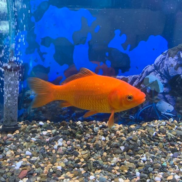 弥富産 中和金(約10〜12cm)　1匹