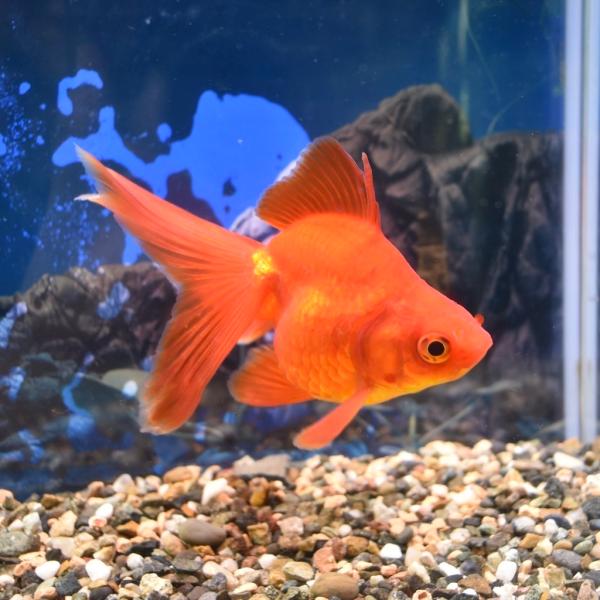 飯田・棚田産 3才大琉金 ML-L(約10〜11cm)　1匹