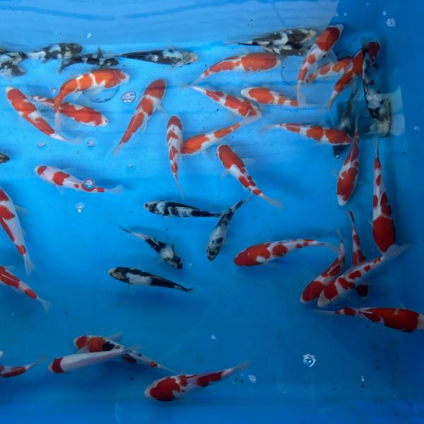 国魚館産 白写り　約18cm