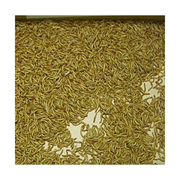 【特徴】 洋鳥・和鳥・観賞魚・爬虫類・両生類・小動物などほとんどのペット類の飼料、そして食欲減退の補助食品としてカロリーの高い生餌です。・内容量：約1kg ・10℃前後の低温（冷蔵庫）で保管してください。※常温便で発送します。　※6月〜8月...